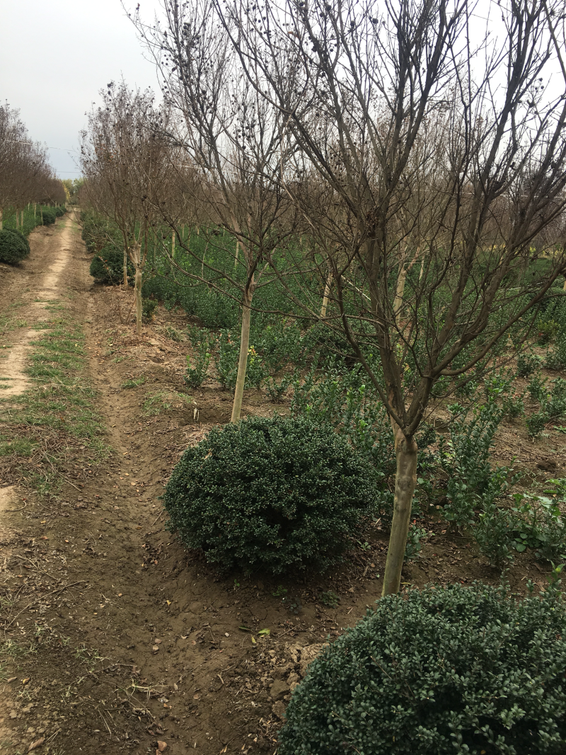 红花紫薇红火箭紫薇6公分苗圃基地现起货