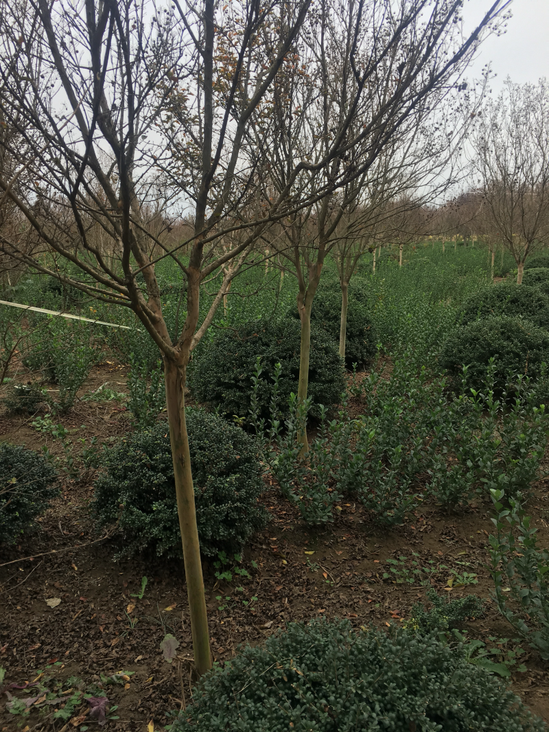 红花紫薇红火箭紫薇6公分苗圃基地现起货