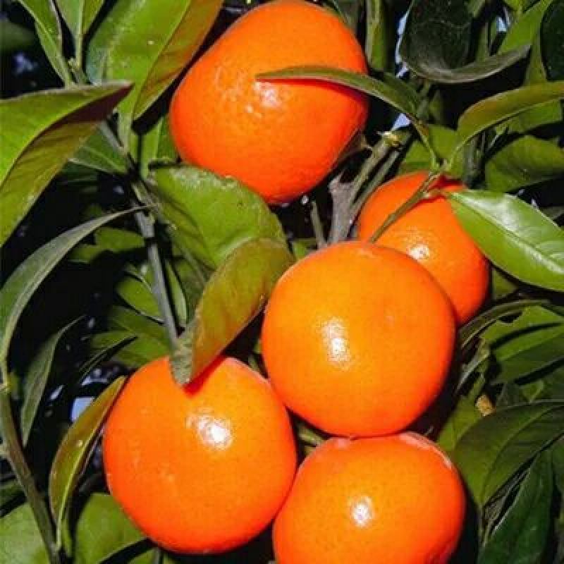 特价优惠沙糖桔苗地栽盆栽南北方种植当年结果