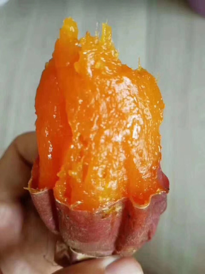 烟薯25