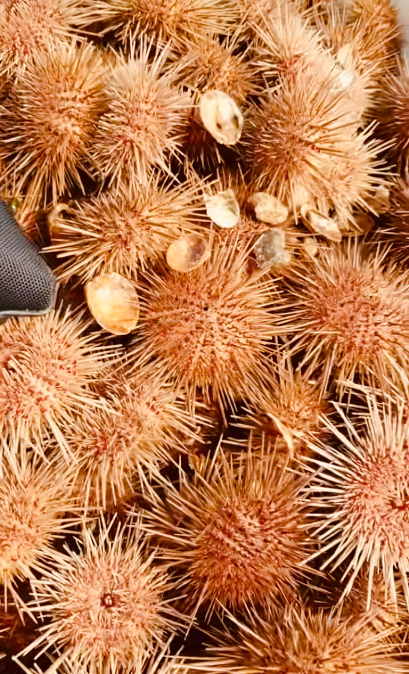 销售季节肥海胆全国发货