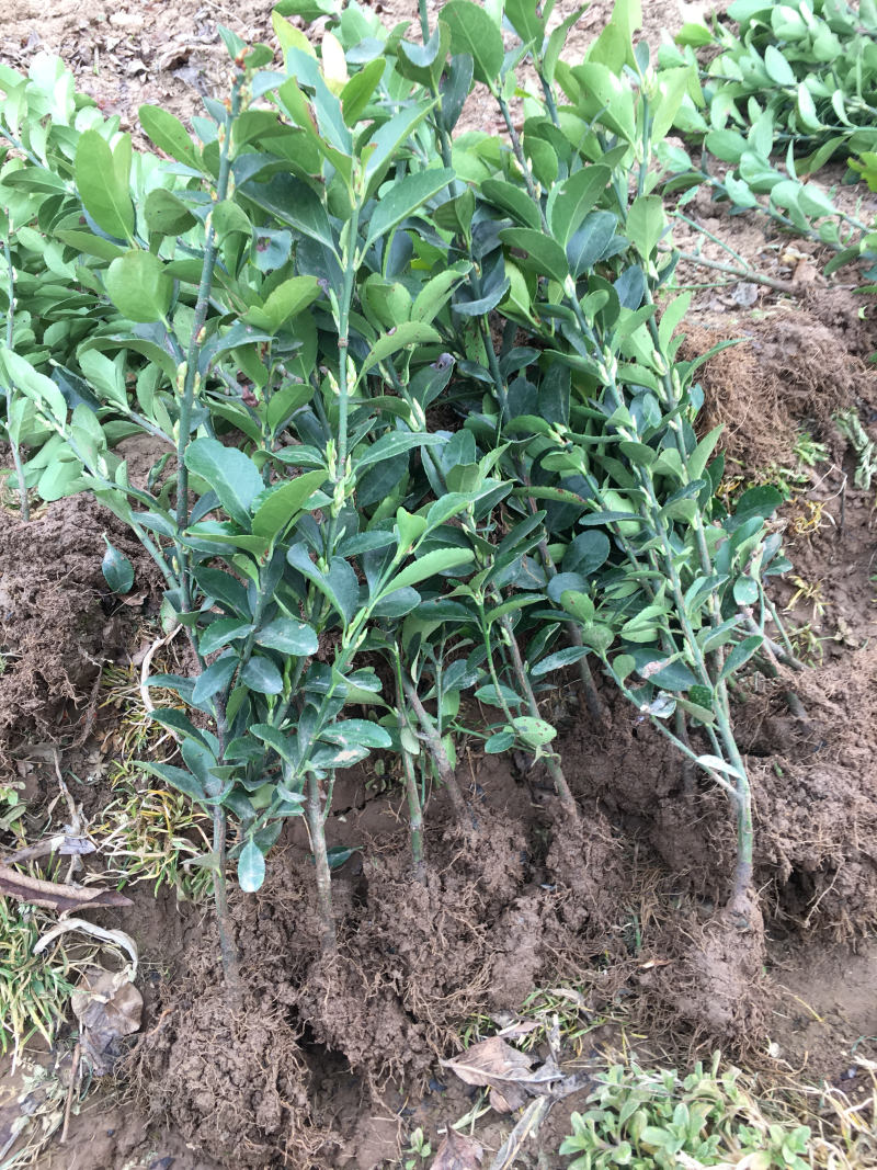 苏北苗木基地大叶冬青大叶黄杨冬青床苗工程苗