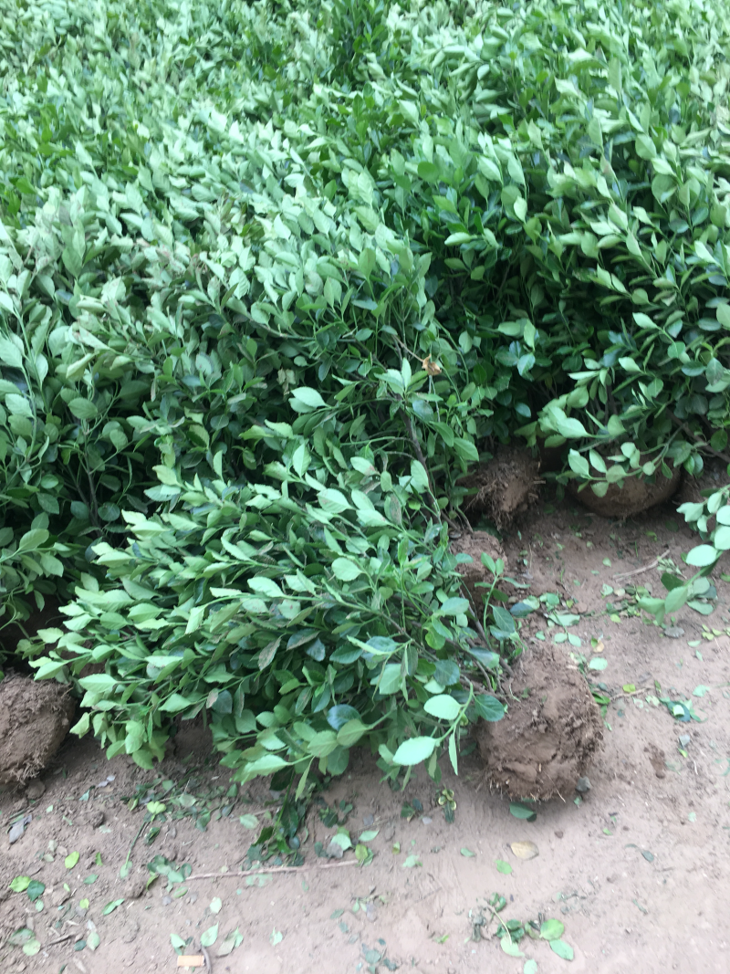 苏北苗木基地大叶冬青大叶黄杨冬青床苗工程苗