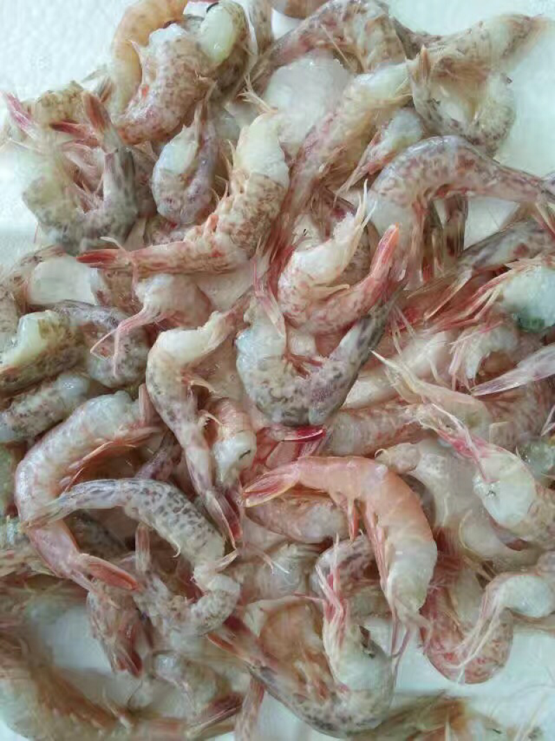 海虾仁、去头虾、天然海捕虾接单长期加工、欢迎各种客户合作
