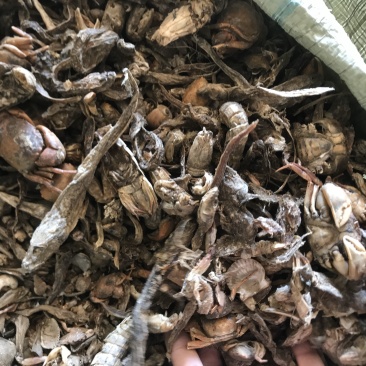 饲料级小杂鱼干.淡干鱼干咸鱼干