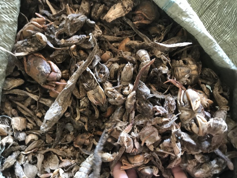饲料级小杂鱼干.淡干鱼干咸鱼干