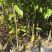 沉香苗