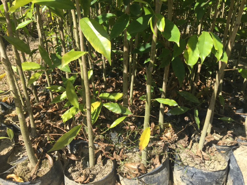 沉香苗