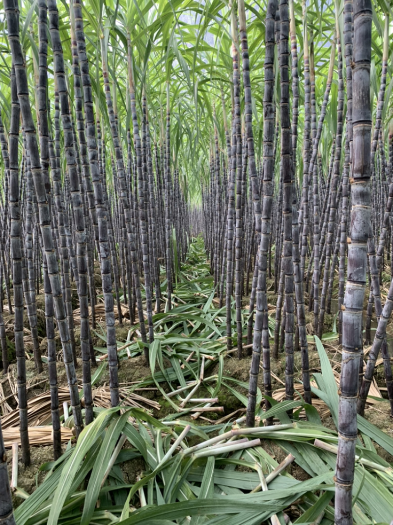 黑皮甘蔗产地直销，脆甜可口，质量保证，诚信交易