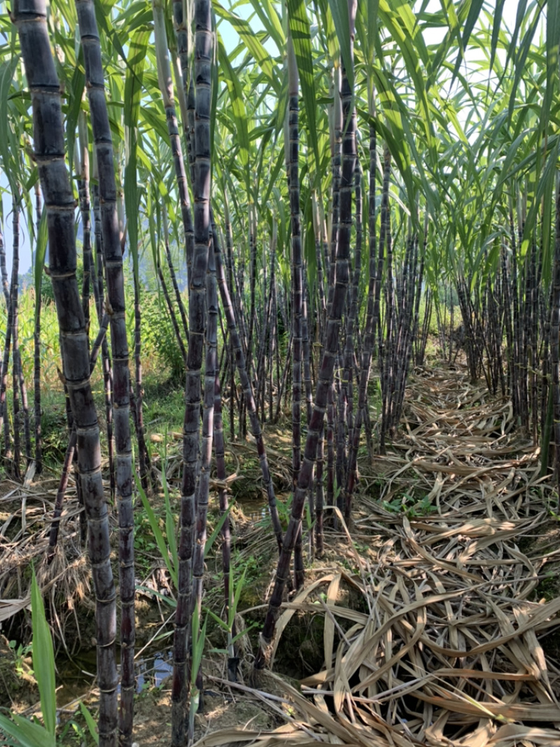 黑皮甘蔗产地直销，脆甜可口，质量保证，诚信交易