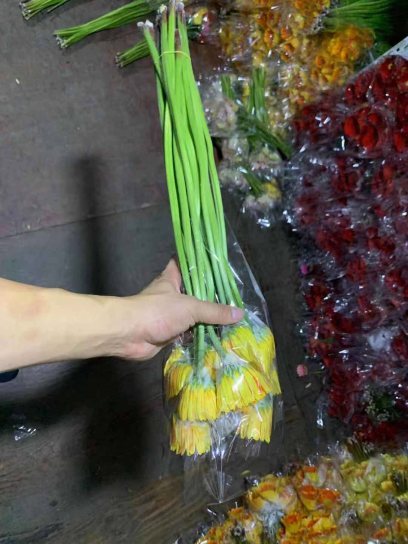 场地直销，专业扶郎种植基地