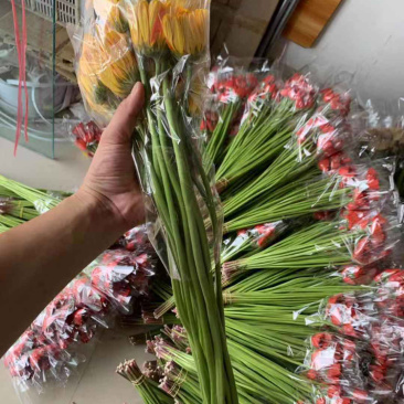 场地直销，专业扶郎种植基地
