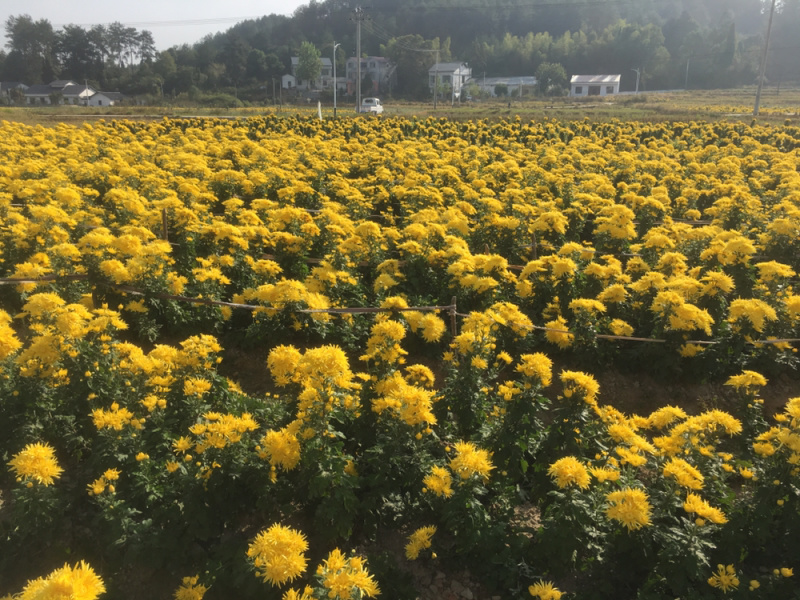 修水金丝皇菊三亩多地