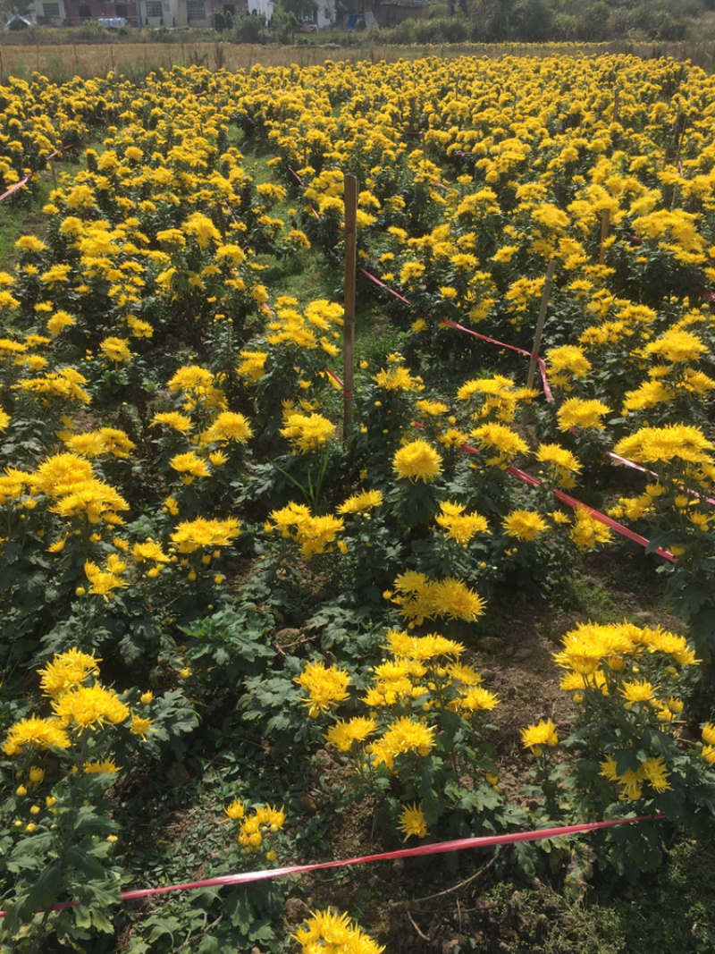 修水金丝皇菊三亩多地