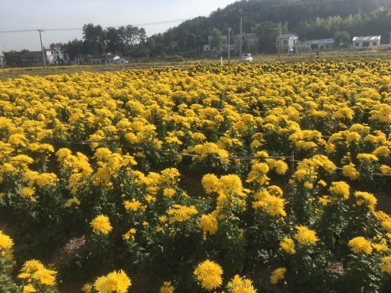 修水金丝皇菊三亩多地