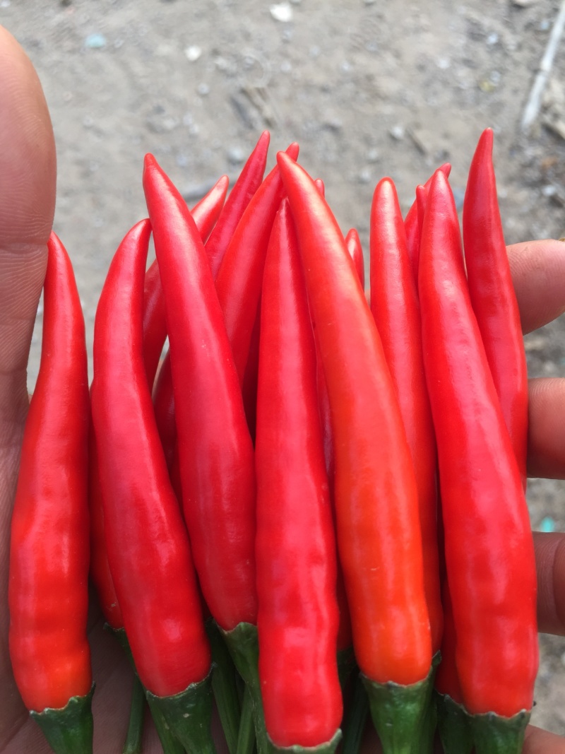 小米椒