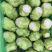 榨菜