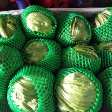 西生菜