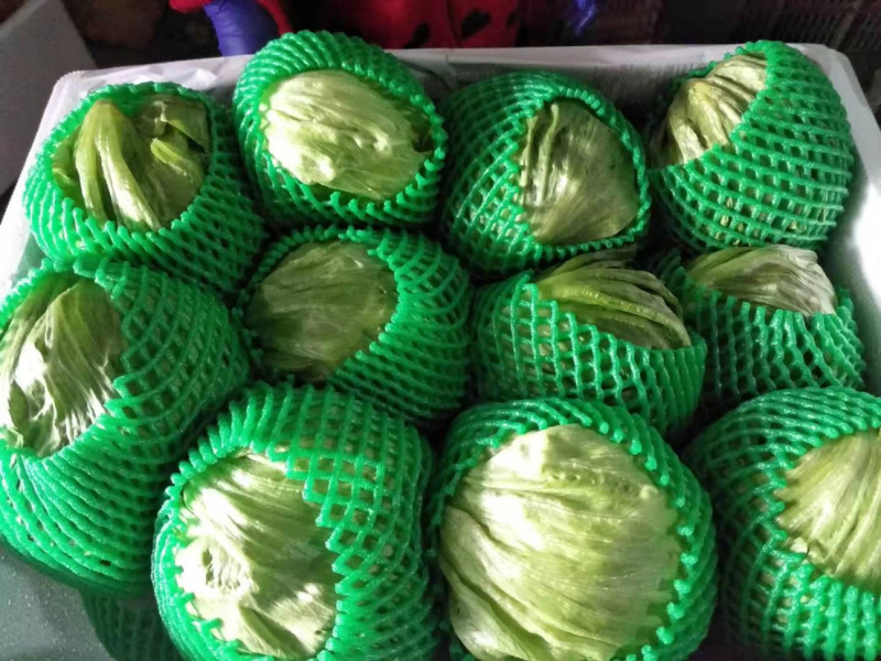 西生菜