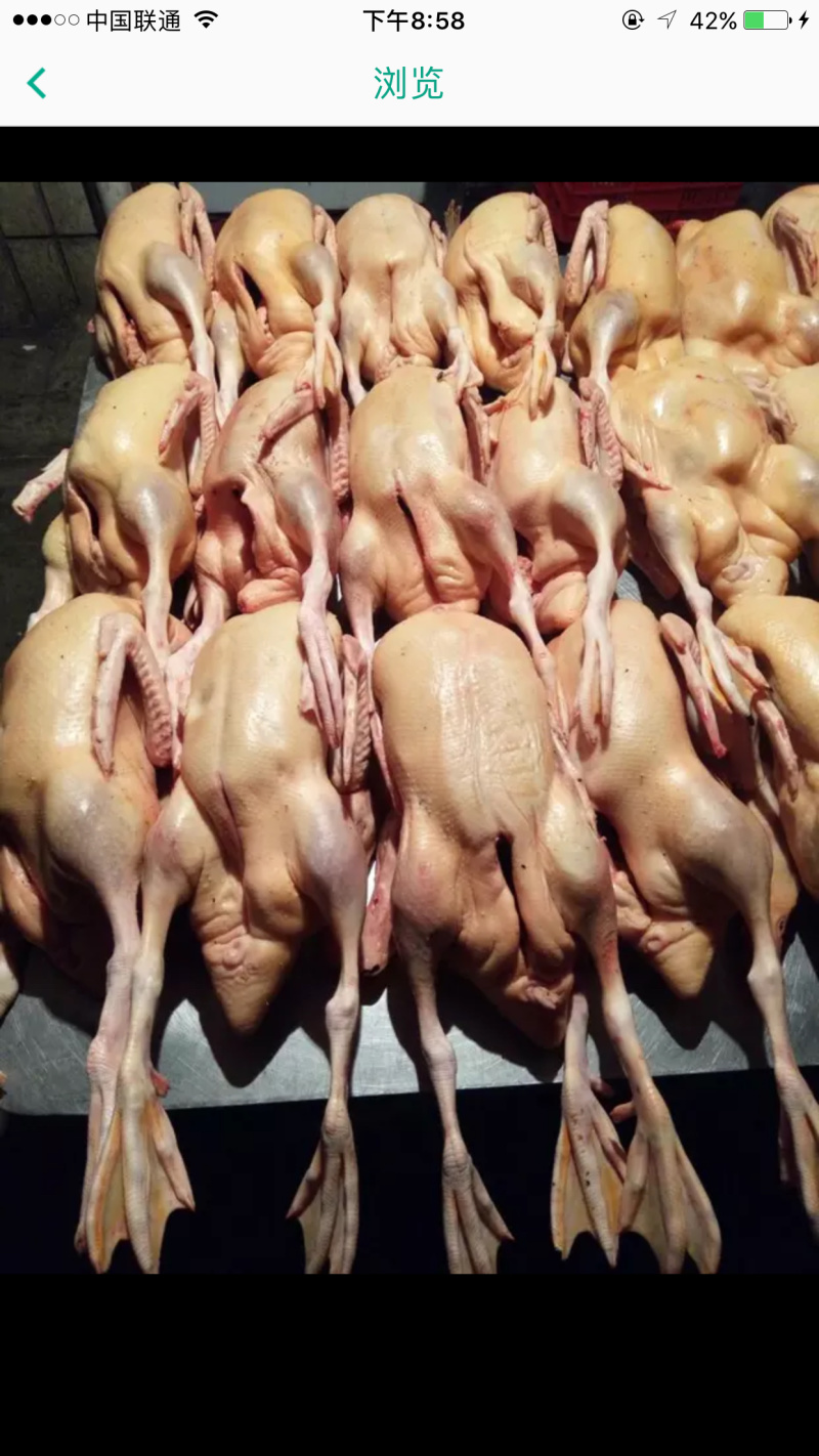 白条鸭