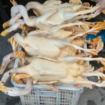 白条鸭
