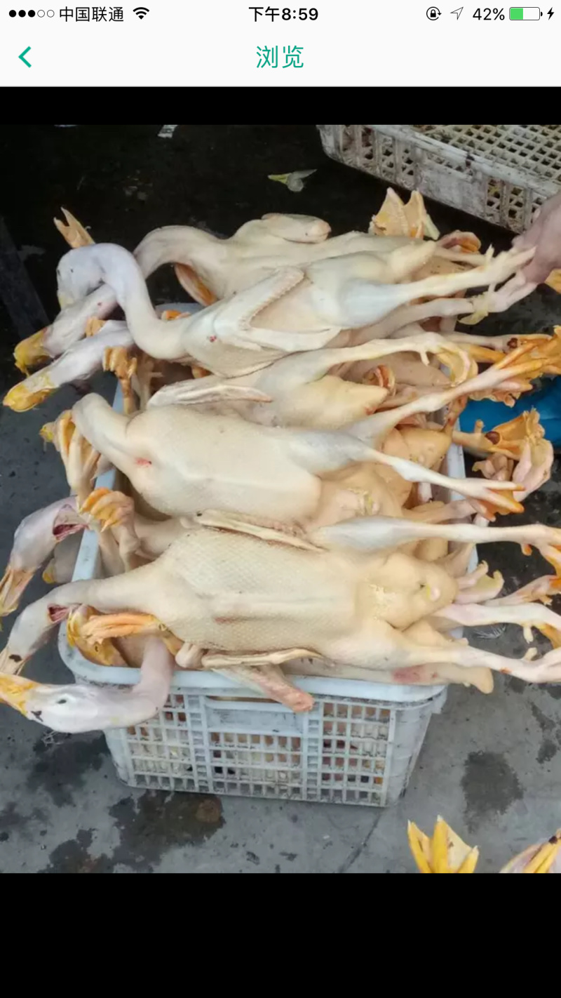 白条鸭