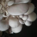 蘑菇菌棒2000g
