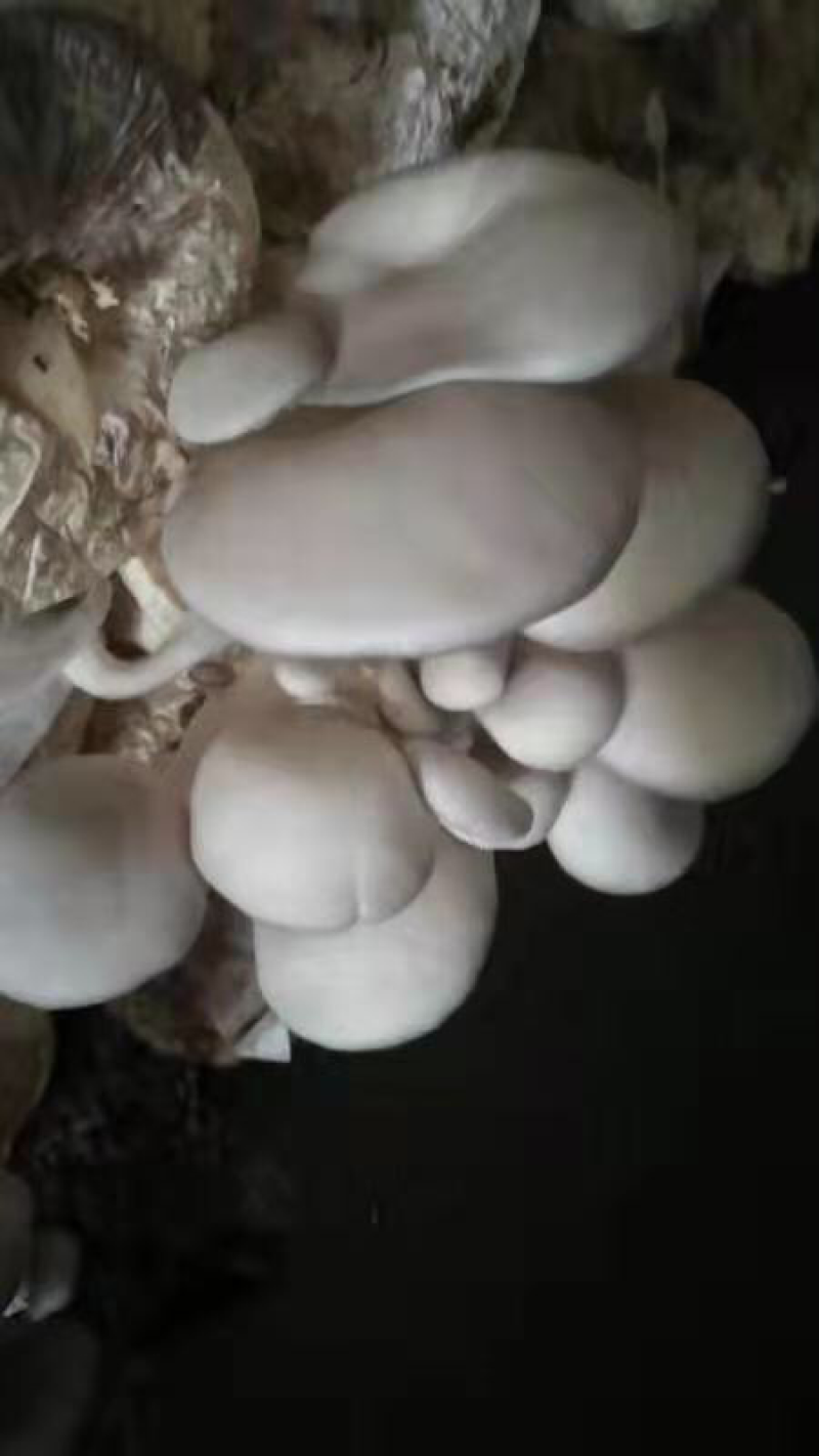 蘑菇菌棒2000g