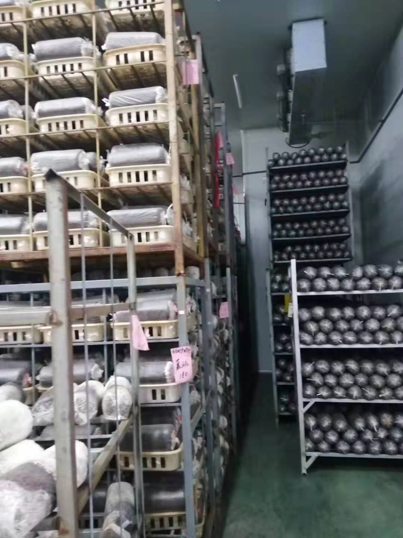 蘑菇菌棒2000g