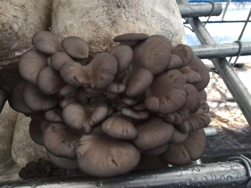蘑菇菌棒2000g