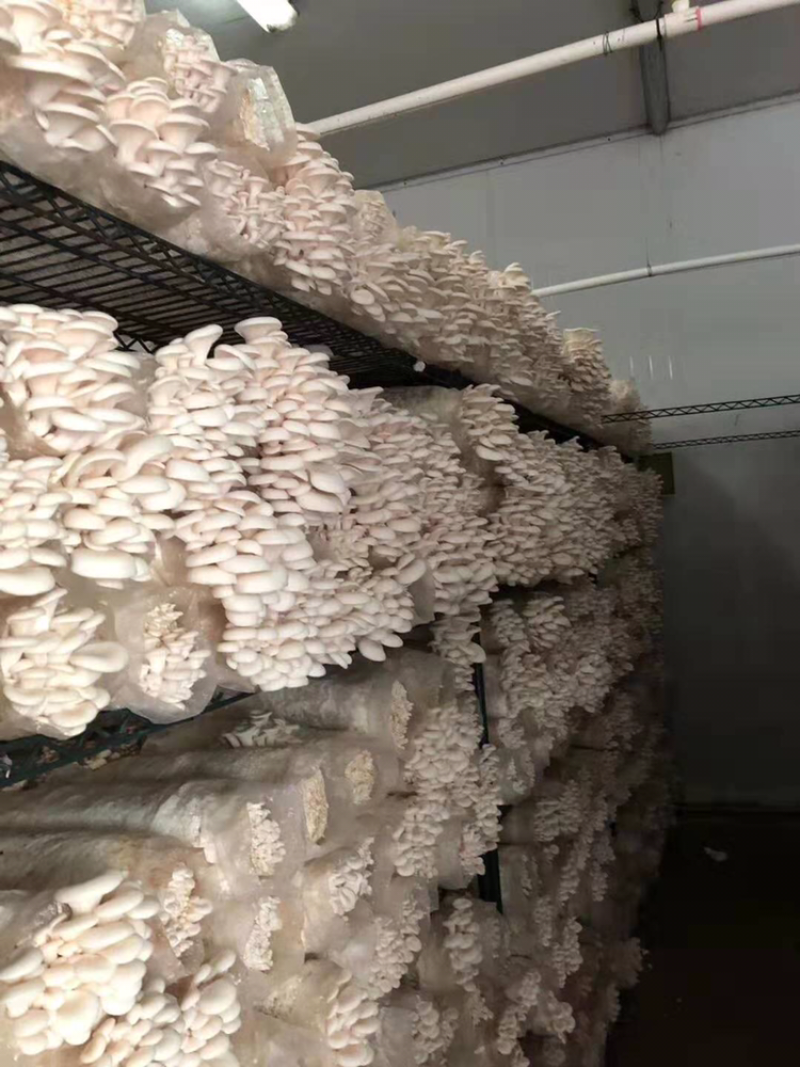 蘑菇菌棒2000g