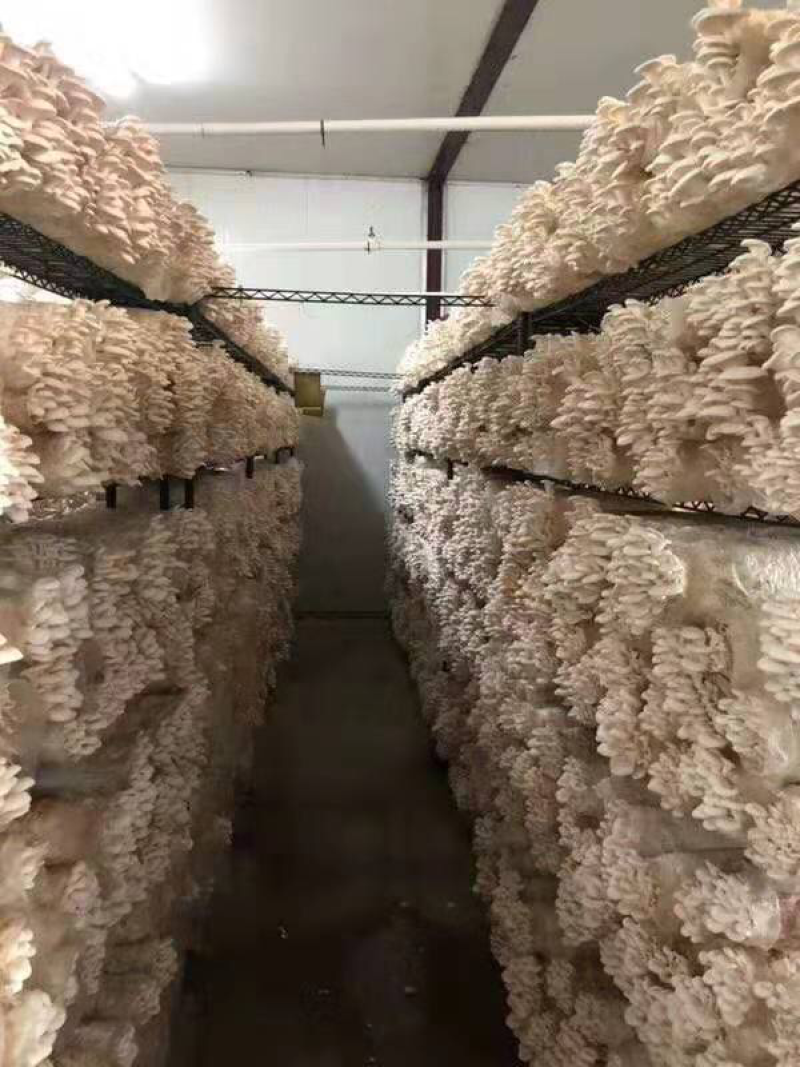 蘑菇菌棒2000g