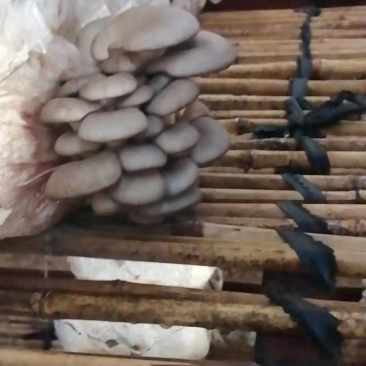 蘑菇菌棒2000g