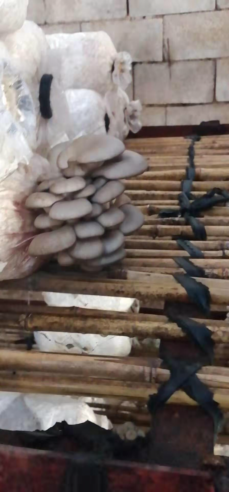 蘑菇菌棒2000g