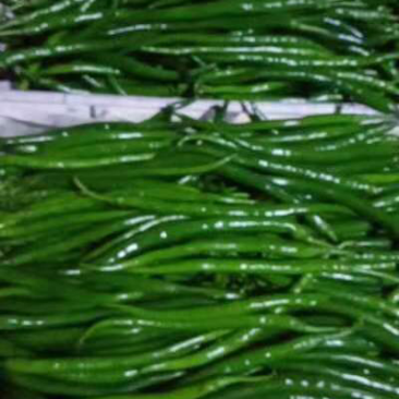 广东湛江雷州辣椒🌶️基地大量上市！