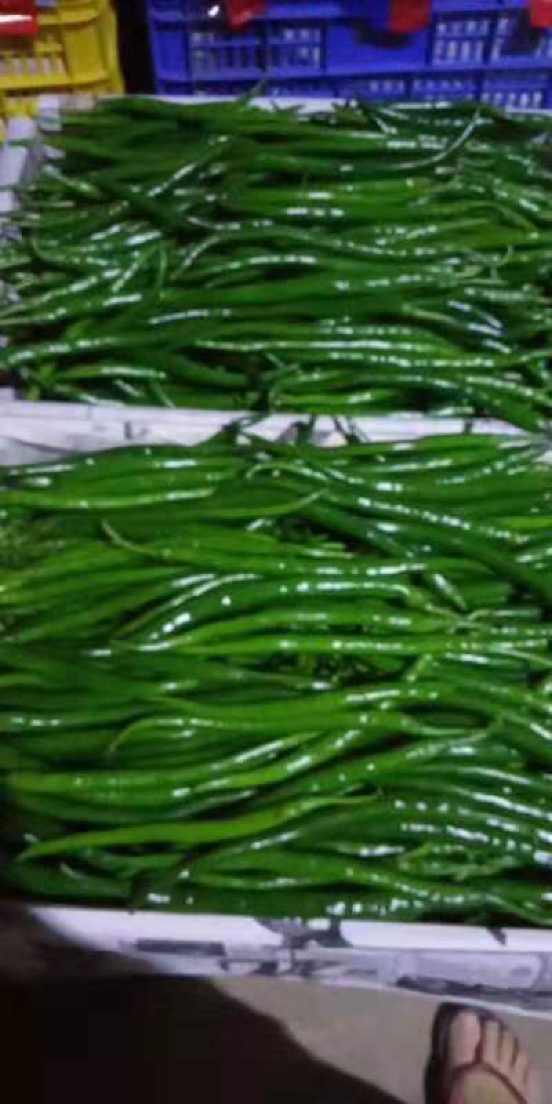 广东湛江雷州辣椒🌶️基地大量上市！
