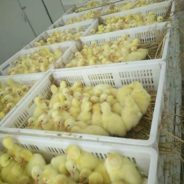 鹅苗250g以下