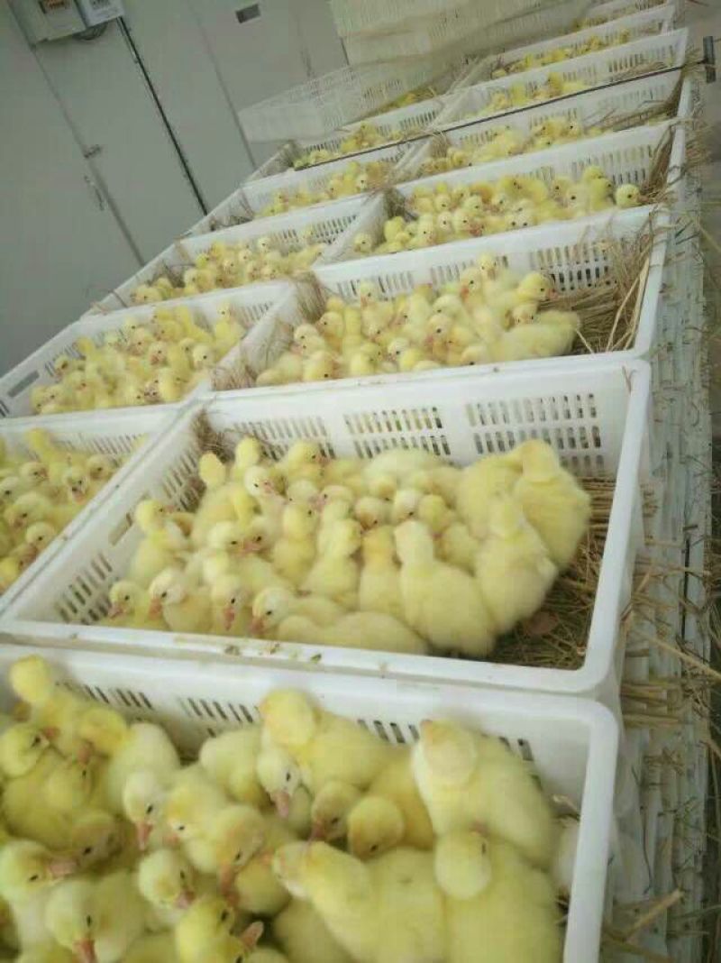 鹅苗250g以下