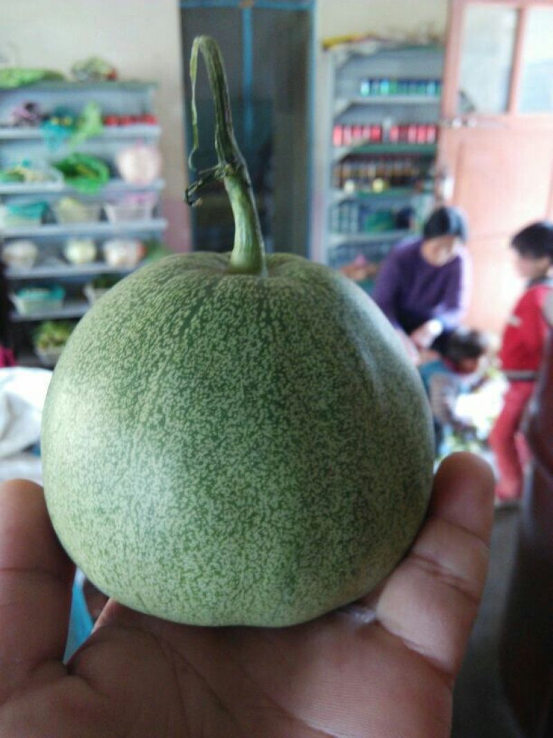 绿宝甜瓜，3用上市精品甜瓜