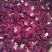 玫瑰花云南冻干墨红玫瑰花干花茶