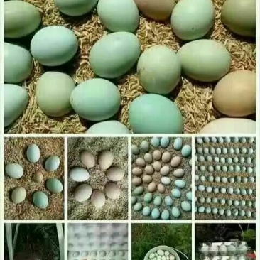 绿壳鸡蛋食用50g以下