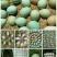 绿壳鸡蛋食用50g以下