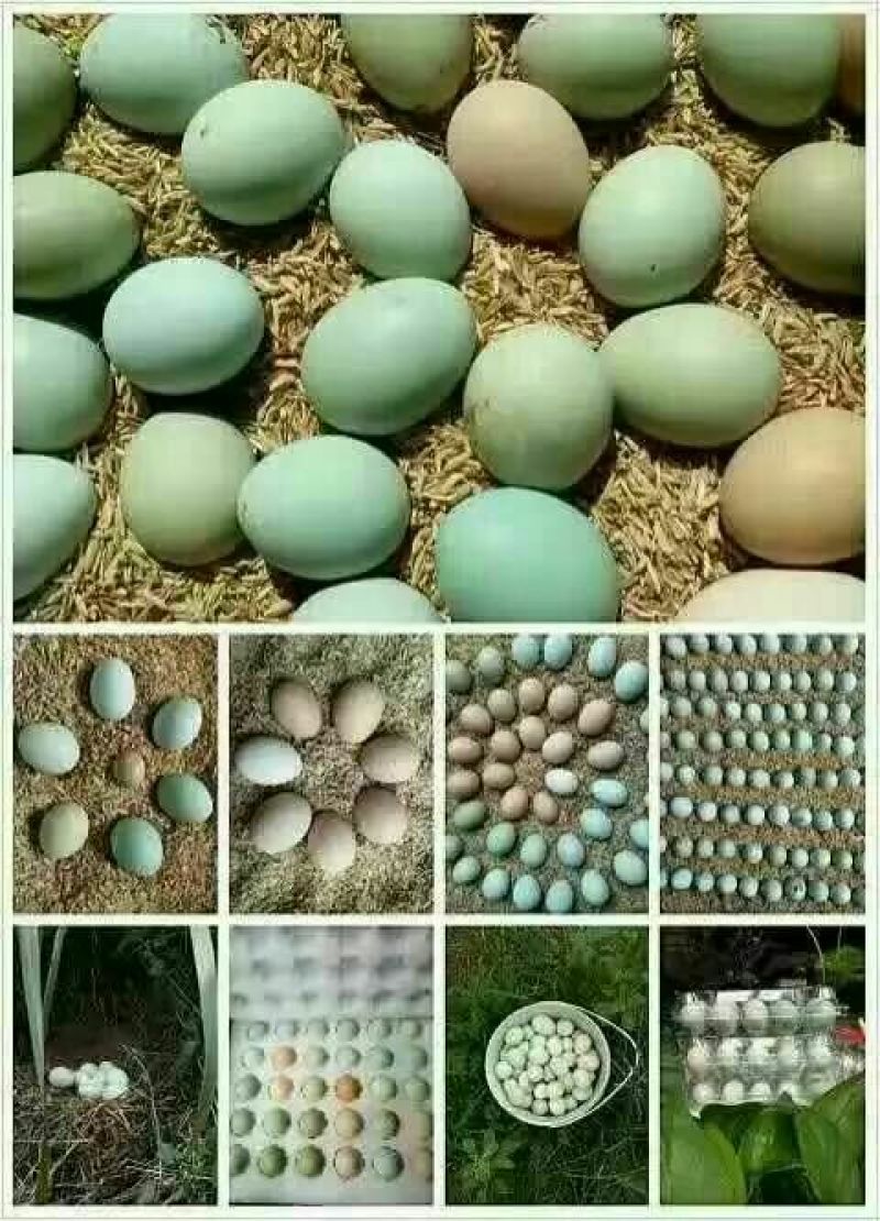 绿壳鸡蛋食用50g以下