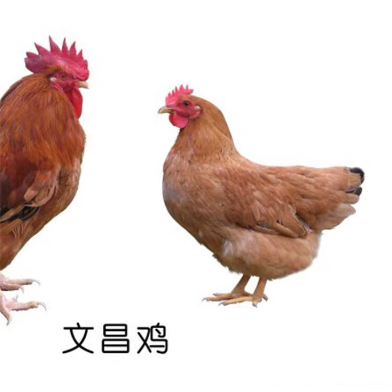 文昌鸡苗品种正宗包打疫苗