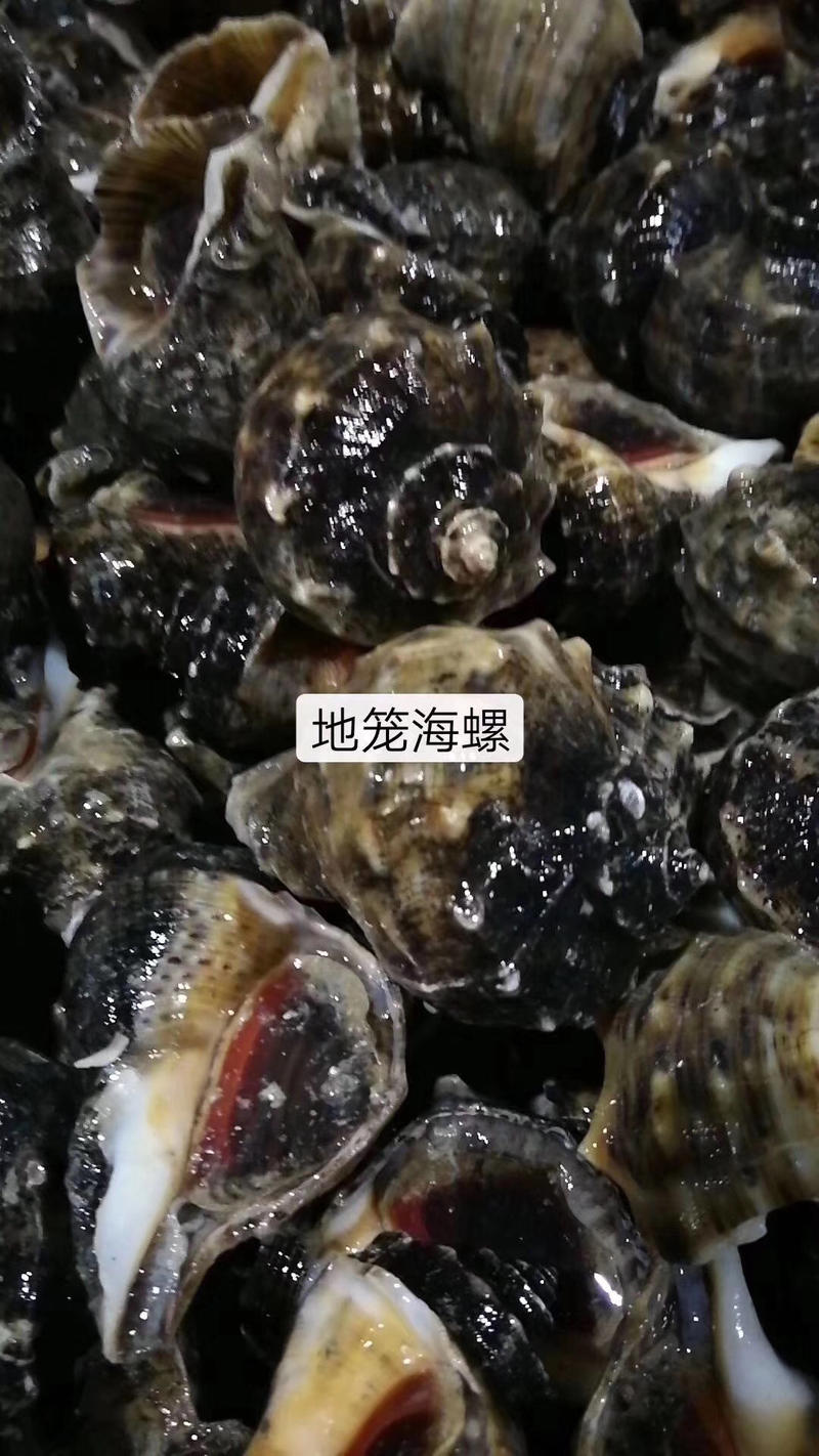 海螺鲜活海螺新鲜特产海鲜水产超大特大鲜活大