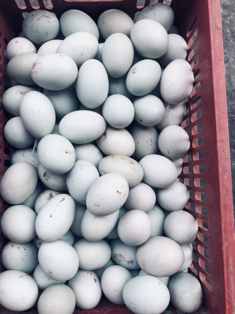 本地新鲜土鸭蛋红心精品