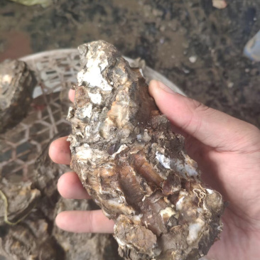 生蚝大量批发，全国可发货，运费最低服务最好