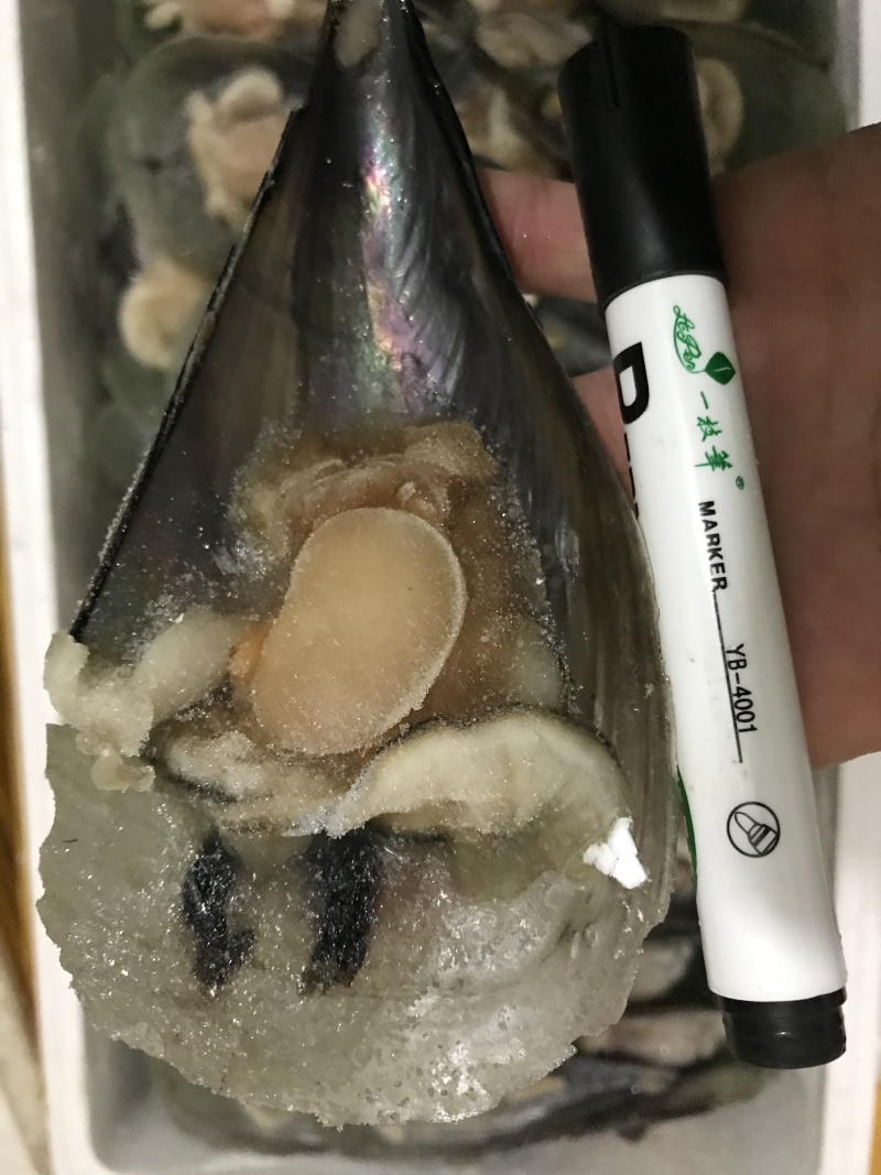活冻半壳江瑶贝鲜带子半壳绿贝冷冻瑶柱贝烧烤自助餐