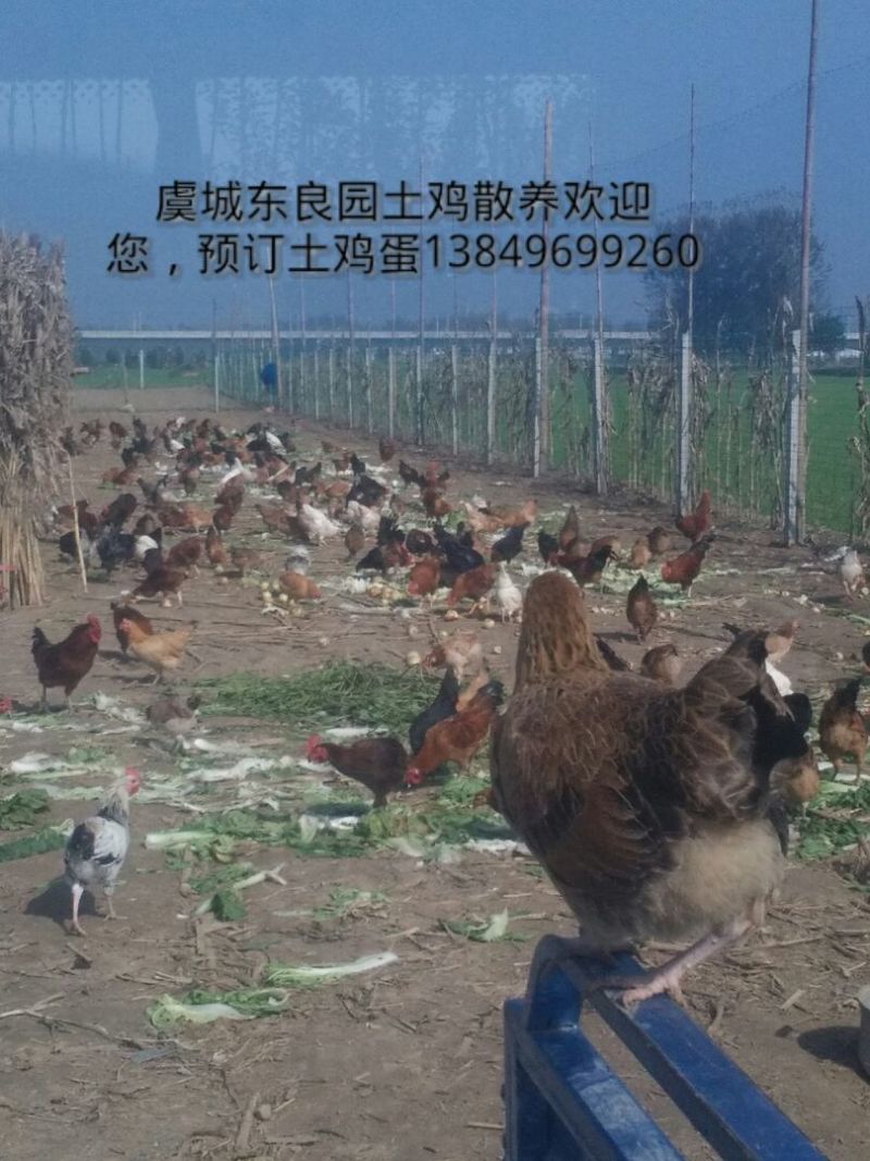 土鸡蛋食用50g以下