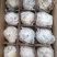 砀山梨250~300g纸袋